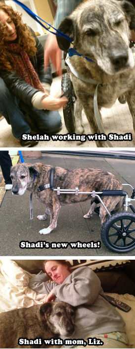 Shadi: Rescued in Iran, Shadi finds a new mom & new wheels in San Francisco!