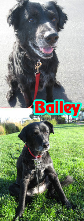 Bailey
