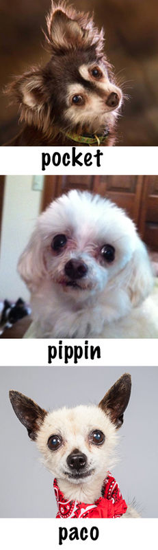 Pocket, Pippin, and Paco
