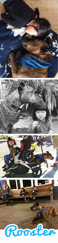 Rooster (a.k.a. Joker)