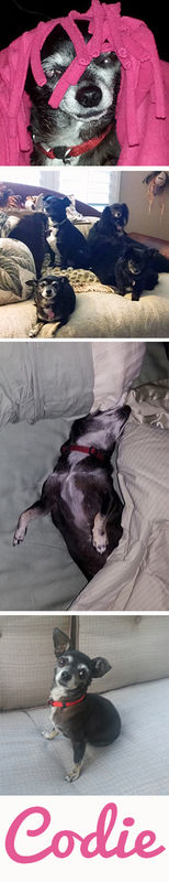 Codie