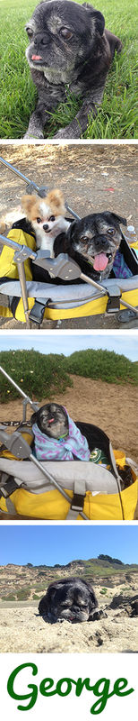 George (aka Tristan)