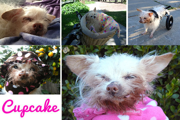 Cupcake, the 4 lb Wonder Mutt