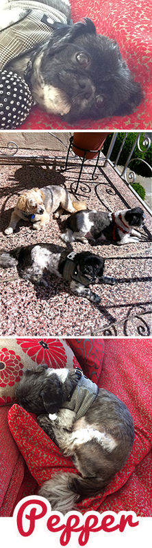 Pepper (a.k.a. Tito)