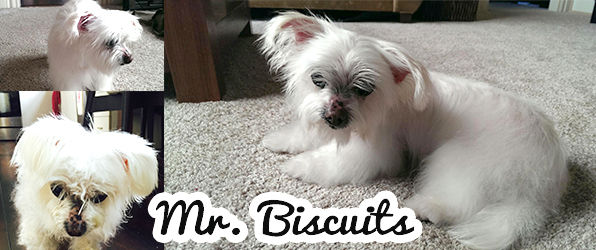 Mr. Biscuits