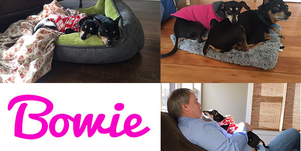 Bowie (aka Confetti)