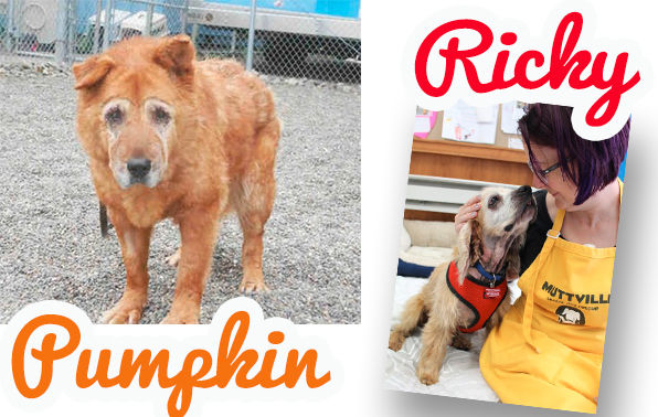Pumpkin (aka Darling) & Ricky