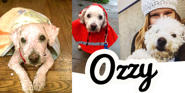 Ozzy 4167