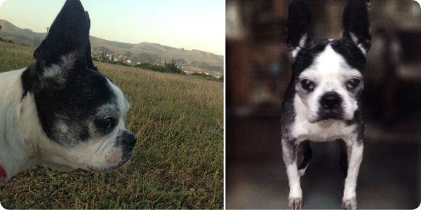 Betsy the Boston Terrier