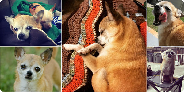 Adoptaversary: Penny (aka Miss Wiggles) #2797