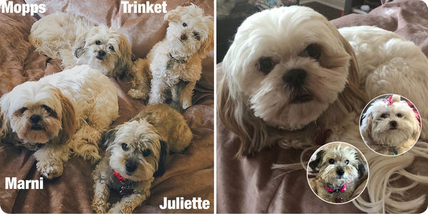 Marni, Trinket & Juliette (aka Pom Pom)