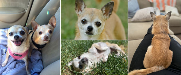 Penny (aka Miss Wiggles)