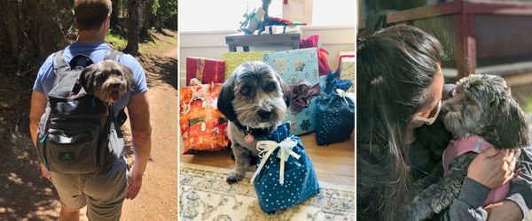 Freddie (aka Moptop)