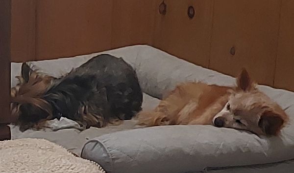 Princess (fka Little Fiat)