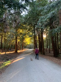 Gibson (fka Pom Pom)