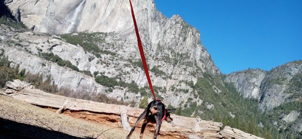 Chestnut's first time at a park