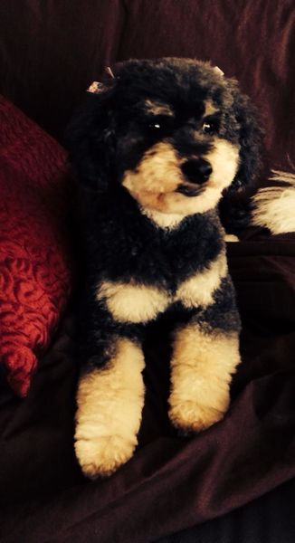 Mary Ann, my miniature Poodle