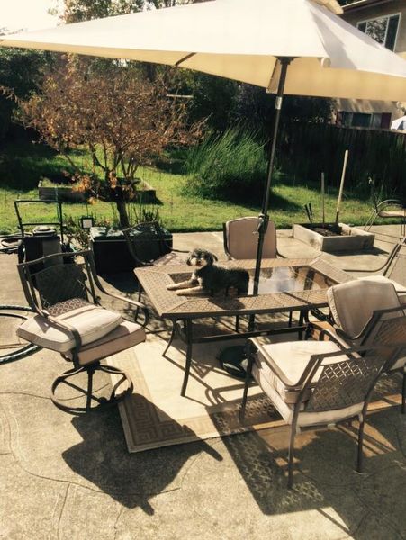 Mary Ann, my miniature Poodle