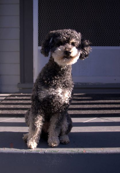 Mary Ann, my miniature Poodle