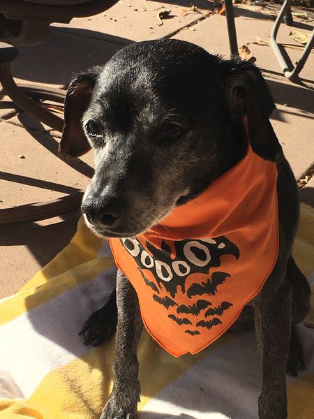 The Adoption of Atari