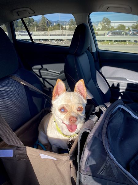 Monkey (fka) Amethyst