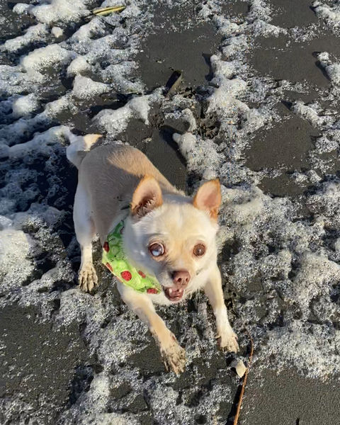 Monkey (fka) Amethyst