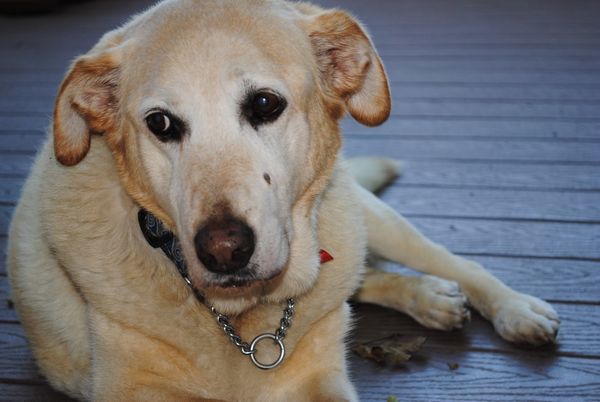 Teardrop, Stevie, Ethel, Goose & Pappy