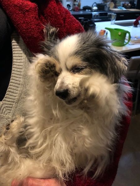 Teardrop, Stevie, Ethel, Goose & Pappy