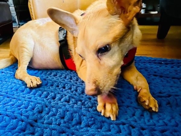 The Starliper-Mullane Pack