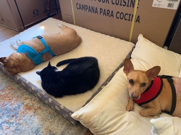 The Starliper-Mullane Pack