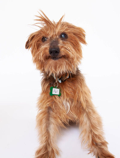 Buddy - Before & After