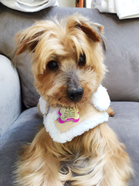 Buddy - Before & After