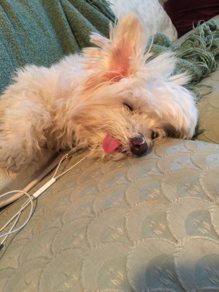 Charley (fka Chiquito)