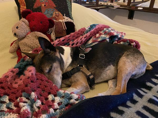 Gus (fka Senor Macho)