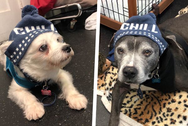 Super cute Muttville moment