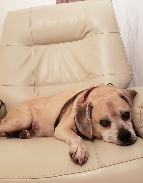 Squid and the recliner