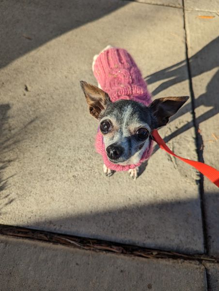 Mary Jane (fka Violet)