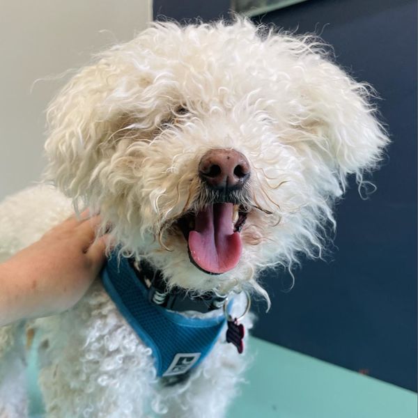 Floyd (fka Floyd Pepper)