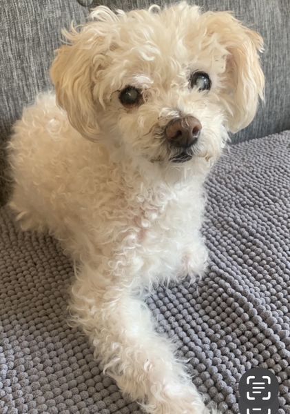 Toby (fka Applejacks)