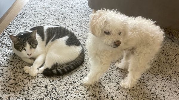 Toby (fka Applejacks)