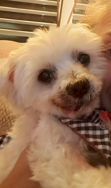 Bentley (fka Webber)