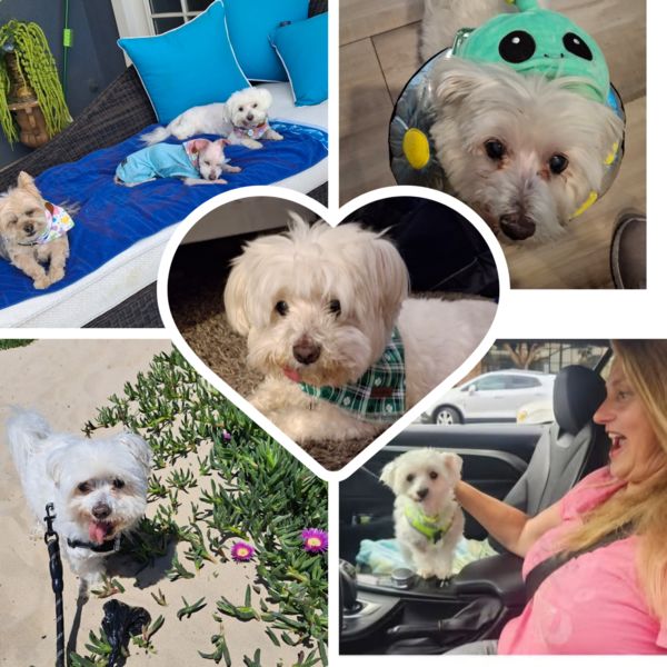 Bentley (fka Webber)