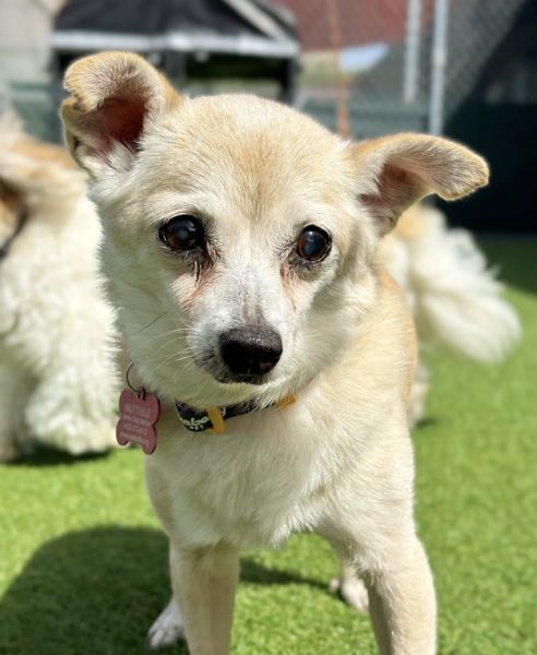 Foxy (fka Bubble Gum)