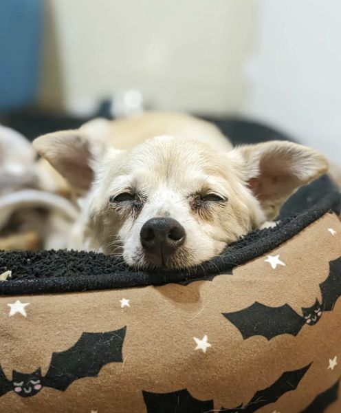 Foxy (fka Bubble Gum)