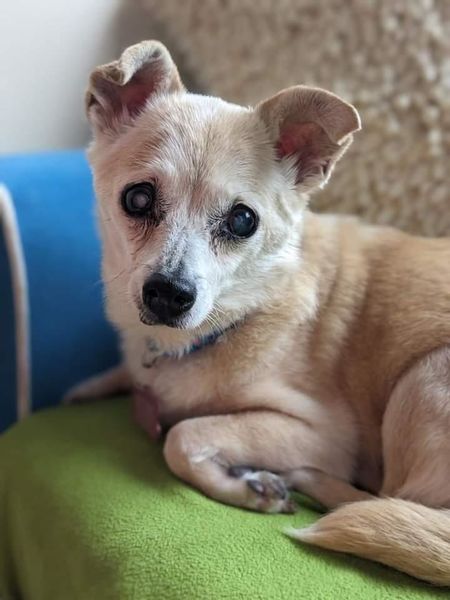 Foxy (fka Bubble Gum)