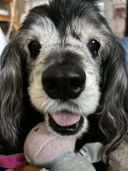 Penelope (fka Cocoa Puff)