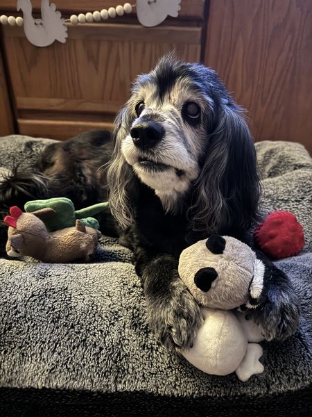 Penelope (fka Cocoa Puff)