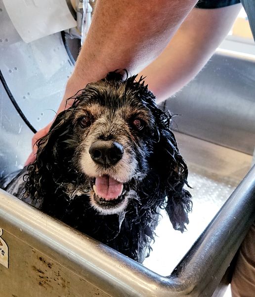 Penelope (fka Cocoa Puff)