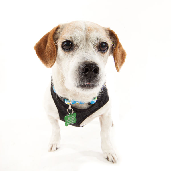 Pat, Mike, and Maya! A Petco winning story!