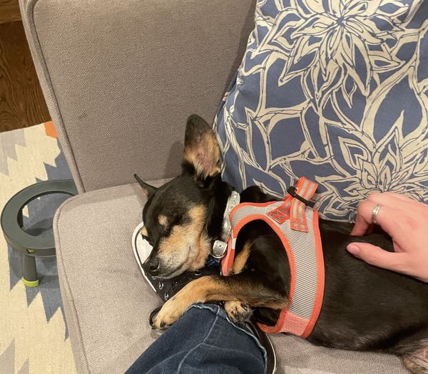 BlueBelle (fka Deja Blue)